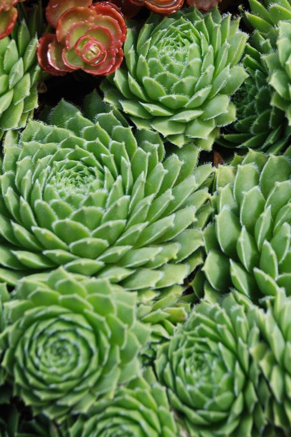 Sempervivum braunii rosettes in green shown from the above ©Hoffie Nursery