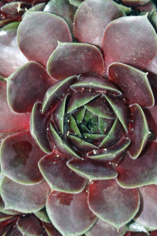 Sempervivum 'Commander Hay' thick leaves in a floret in burgundy and green. ©Hoffie Nursery