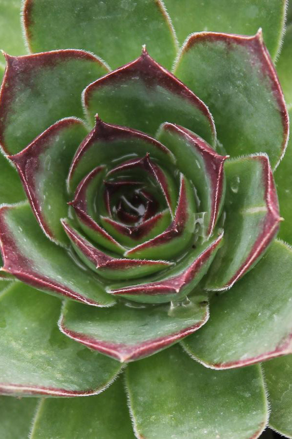 Sempervivum tectorum showing its rosette up close ©Hoffie Nursery