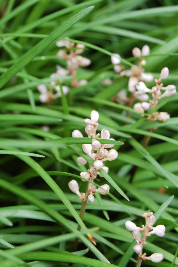 Liriope spicata close up showing its gras like foliage and in bloom with its small white flowers. ©Hoffie Nursery