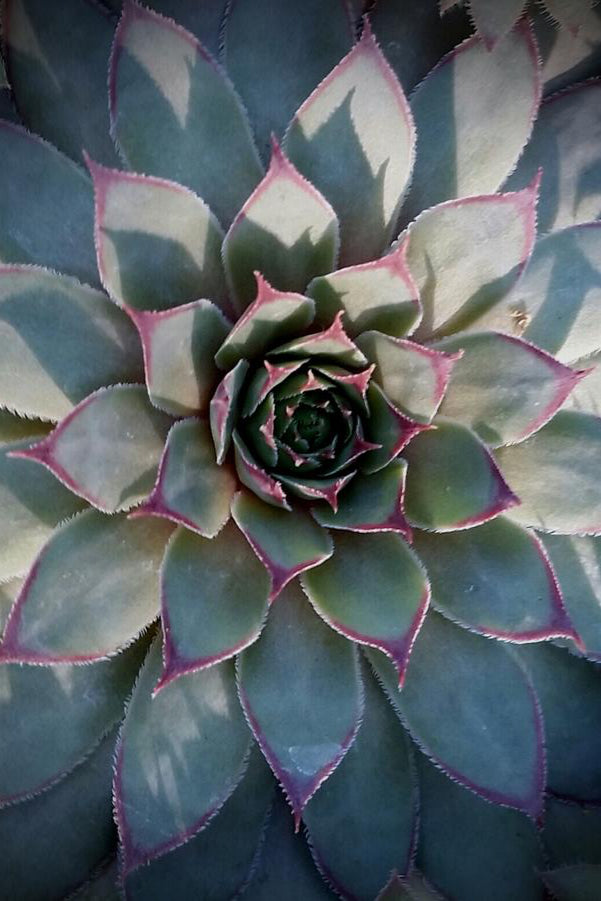 Sempervivum 'Twilight Blues' showing its blue shaped leaves ©Hoffie Nursery