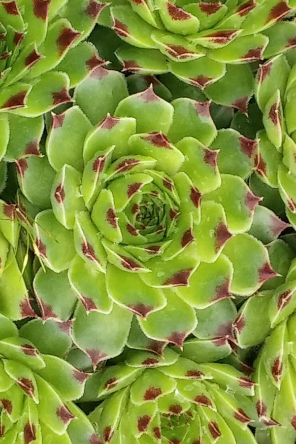 Sempervivus 'Mrs. Guisesppi' from above showing a clump of hens and chicks ©Hoffie Nursery