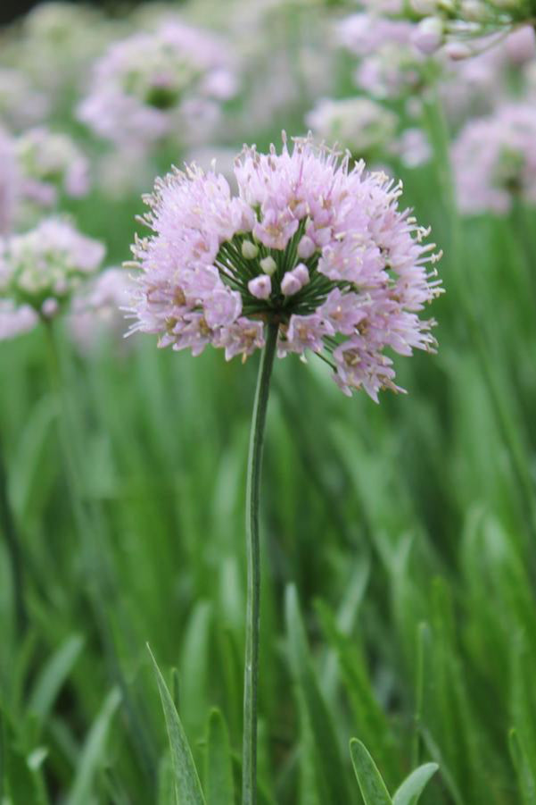 Allium 'Summer Beauty' in bloom ©Hoffie Nursery