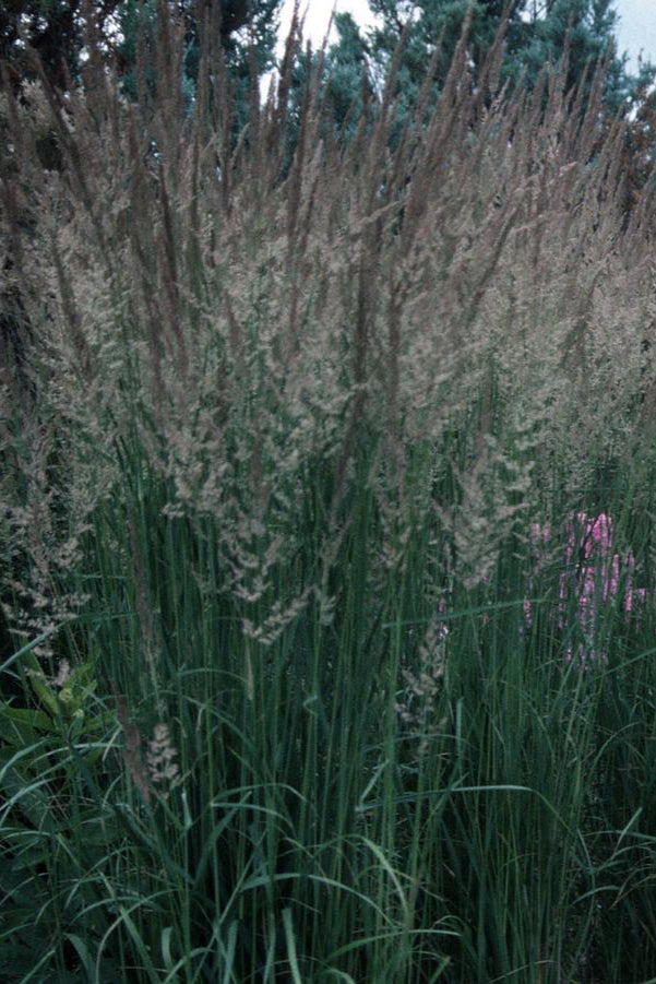 Calamagrostis 'Karl Foerster' grasses en masse with plumes in a garden and standing tall with its green blades. ©Hoffie Nursery