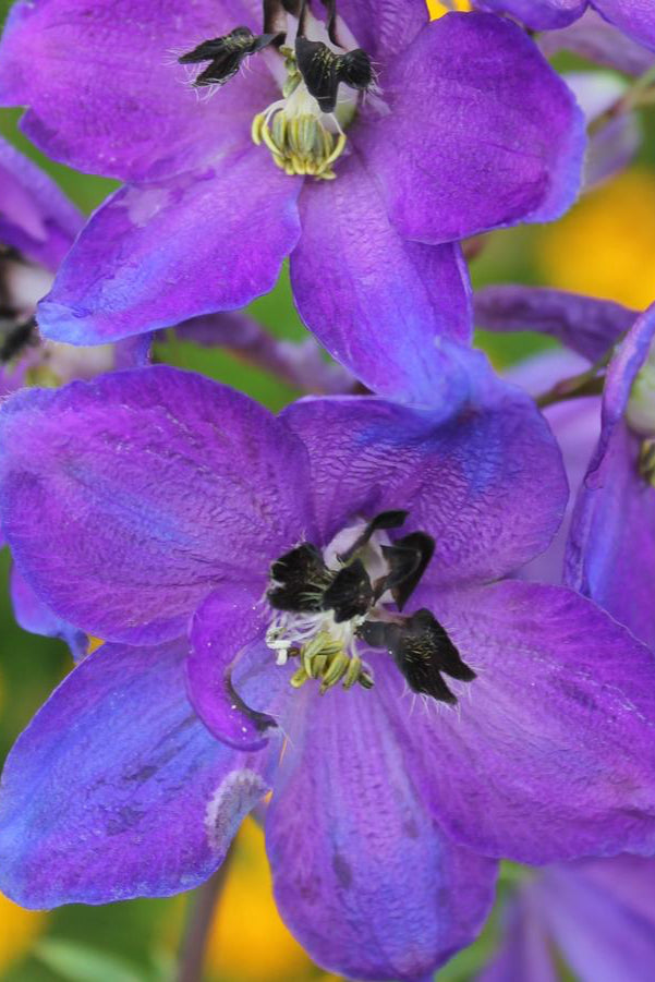 The open dark blue purple flower with black centers of the Delphinium 'Dark Blue / Dark Bee' ©Hoffie Nursery