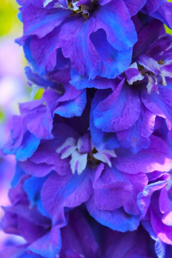 Delphinium 'Guardian Blue' in bloom and up close ©Hoffie Nursery