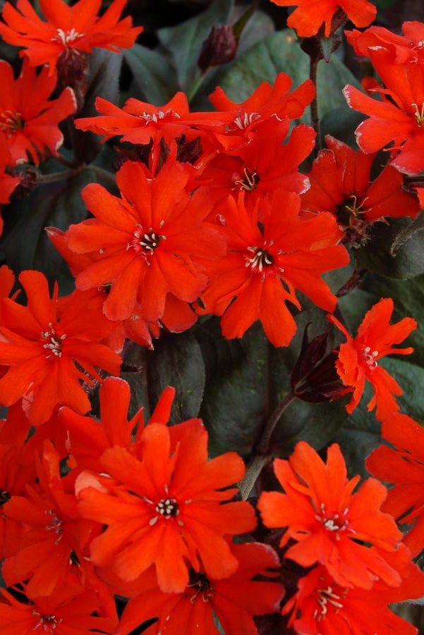 Lychnis 'Orange Gnome' in bloom. detail showing the vivid flowers. ©Hoffie Nursery