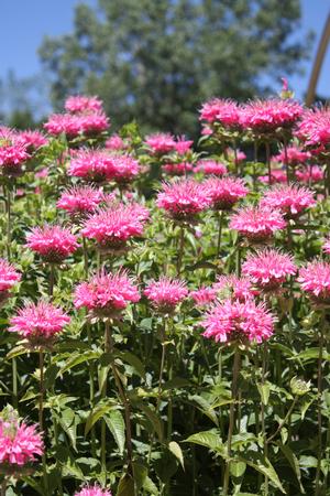 Monarda 'Marshalls Delight' in full bloom and planted in mass natural garden style ©Hoffie Nursery