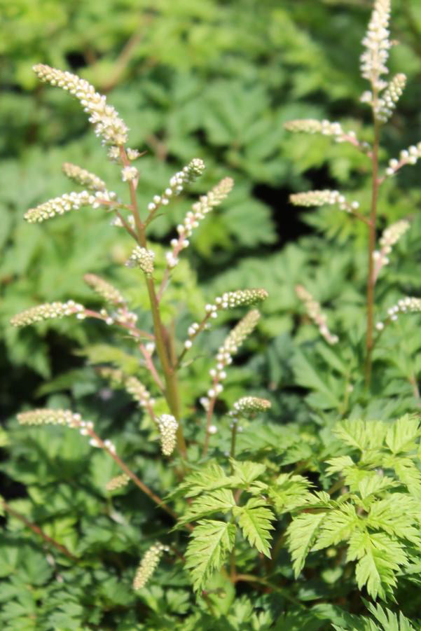 Aruncus 'Noble Spirits' in bloom with the white flowers above feathery foliage ©Hoffie Nursery