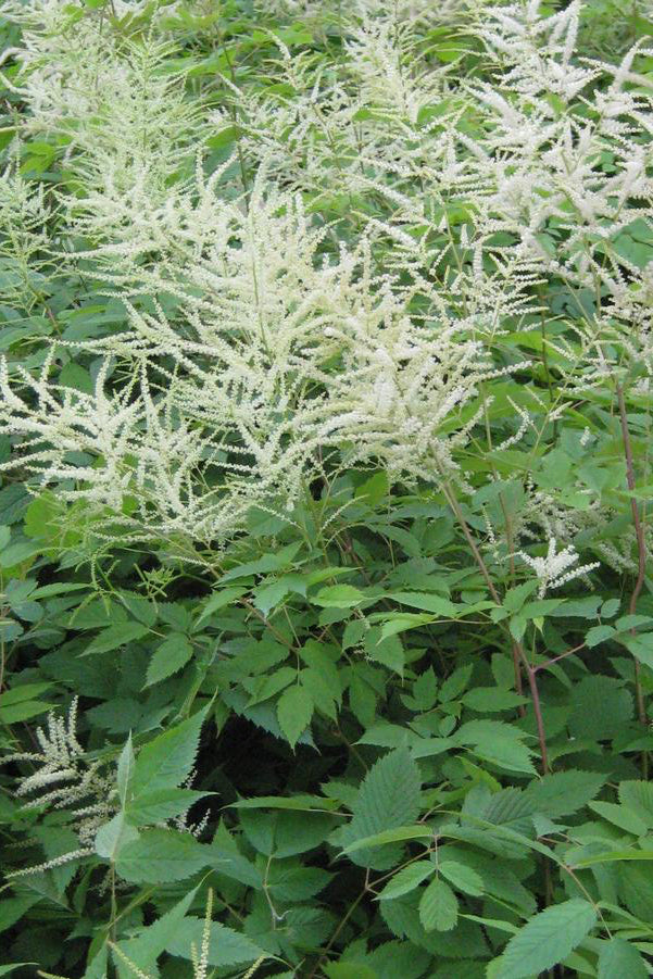 Aruncus diocus in full bloom with multiple planted ©Hoffie Nursery