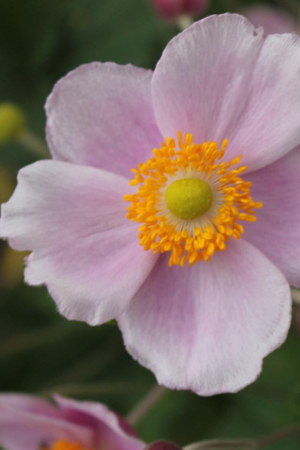 Anemone 'September Charm' open flower bloom with pink petals and yellow center ©Hoffie Nursery