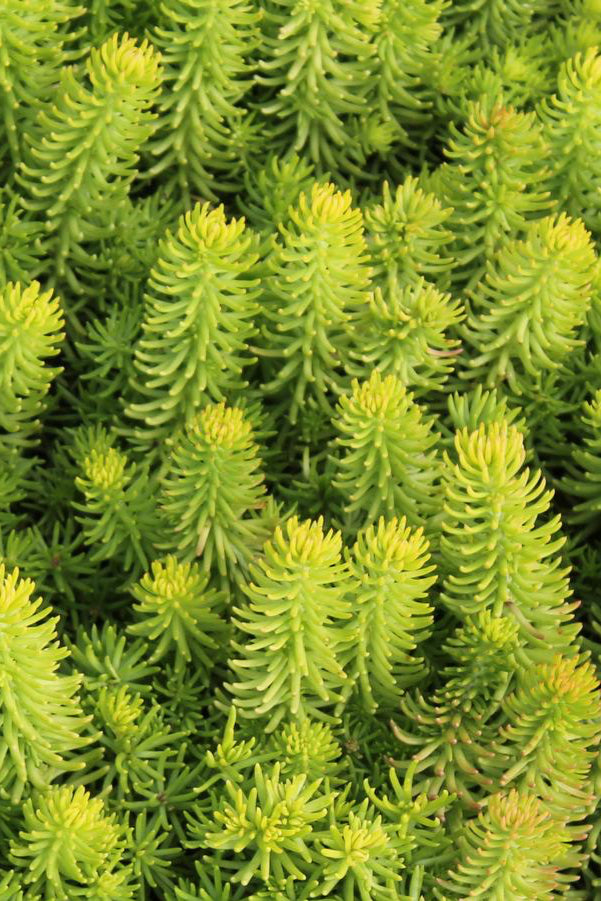Sedum 'Angelina' thick bright green yellow mat of foliage ©Hoffie Nursery