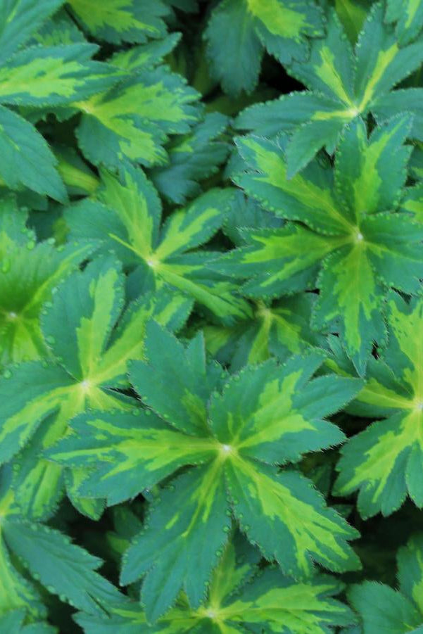 Astrantia m. 'Masterpiece' variegated foliage ©Hoffie Nursery
