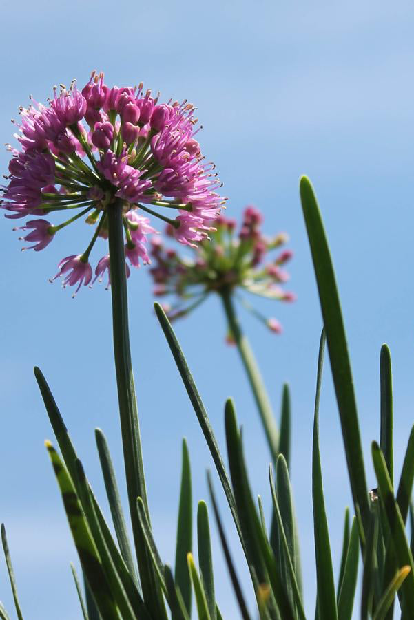 Allium 'Millenium' in bloom showing the purple ball of flowers ©Hoffie Nursery