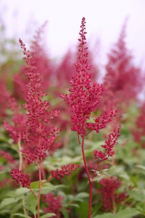 Astilbe japonica 'Red Sentinel' in bloom and planted in mass ©Hoffie Nursery