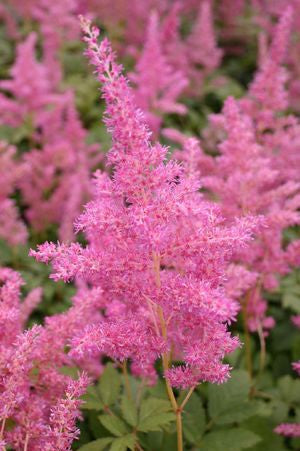 Pink Astilbe japonica 'Rheinland' flowers with green leaves in the background ©Hoffie Nursery