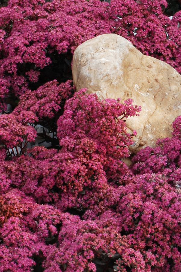 Sedum 'Dazzleberry' planted in mass and blooming its dark pink flowers ©Hoffie Nursery