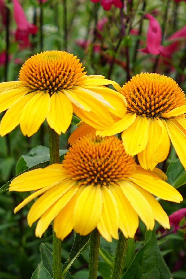 Echinacea 'Sombrero Lemon Yellow' Coneflower in bloom ©Hoffie Nursery