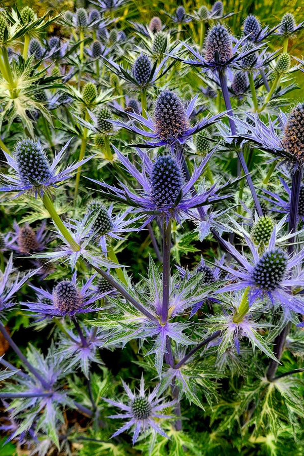 The steel blue spike flowers of the Eryngium 'Big Blue' planted in mass garden style ©Hoffie Nursery