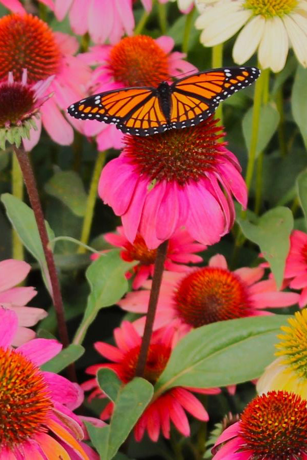 Echinacea 'Cheyenne Spirit' various plants planted in mass, up close and in bloom showing the various colors of the petals and a butterfly ©Hoffie Nursery