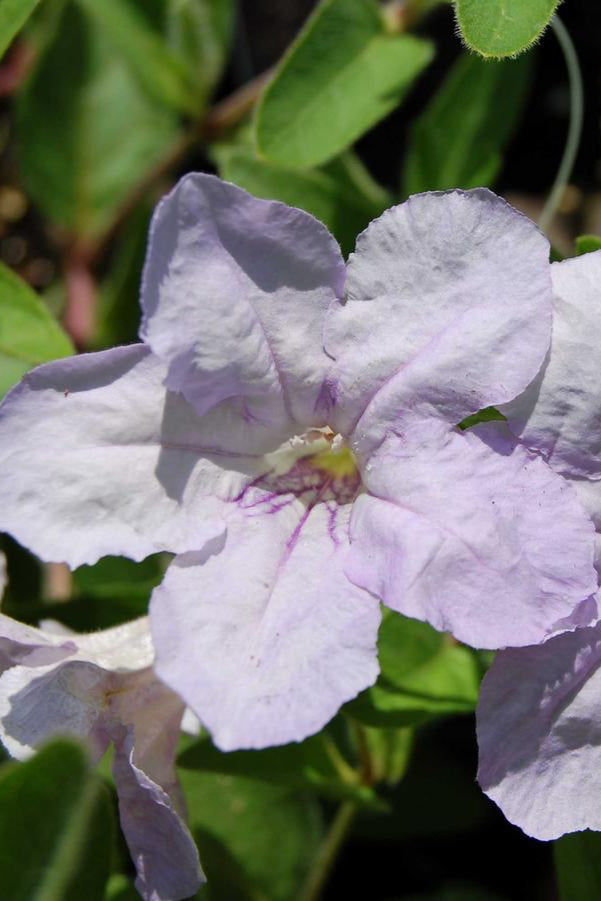 Purple flowers and green leaves of the Ruellia humillis up close ©Hoffie Nursery