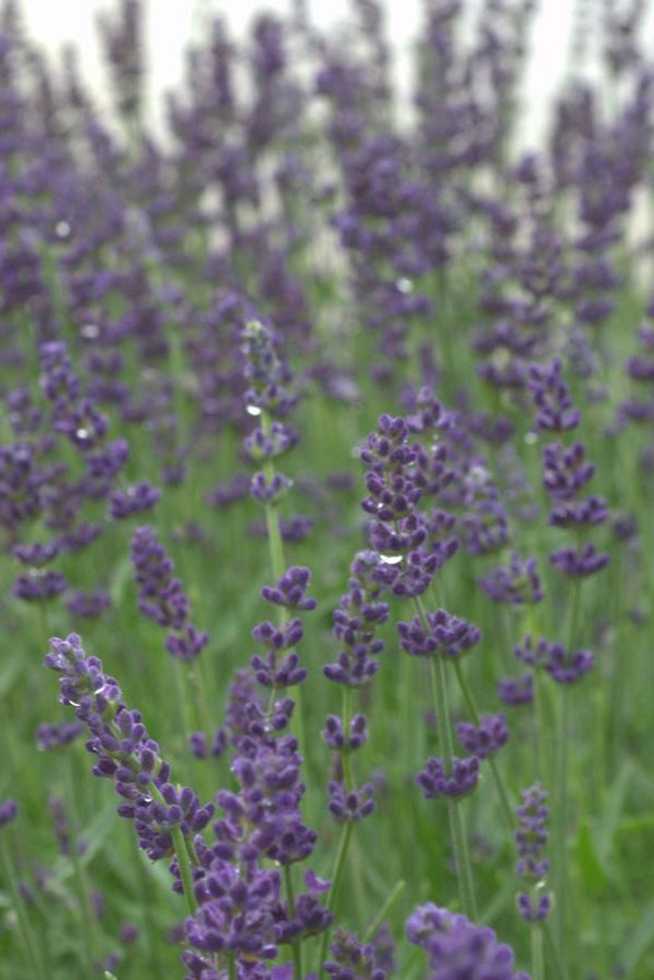 lavender flowers in bloom above its silver foliage planted in mass in a field ©Hoffie Nursery