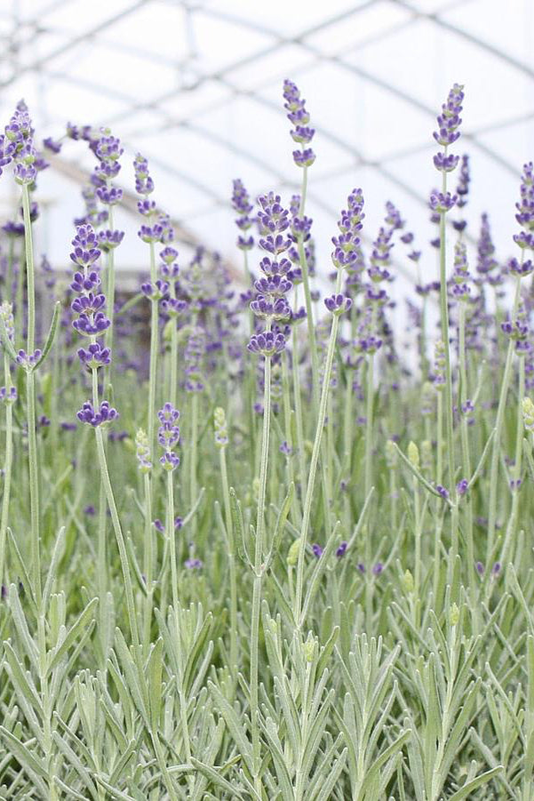 The light purple blooms of Lavandula 'Munstead' planted in mass ©Hoffie Nursery