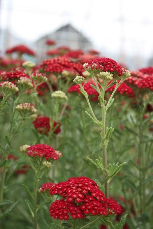 Achillea 'Red Velvet' perennial in a field in bloom ©Hoffie Nursery