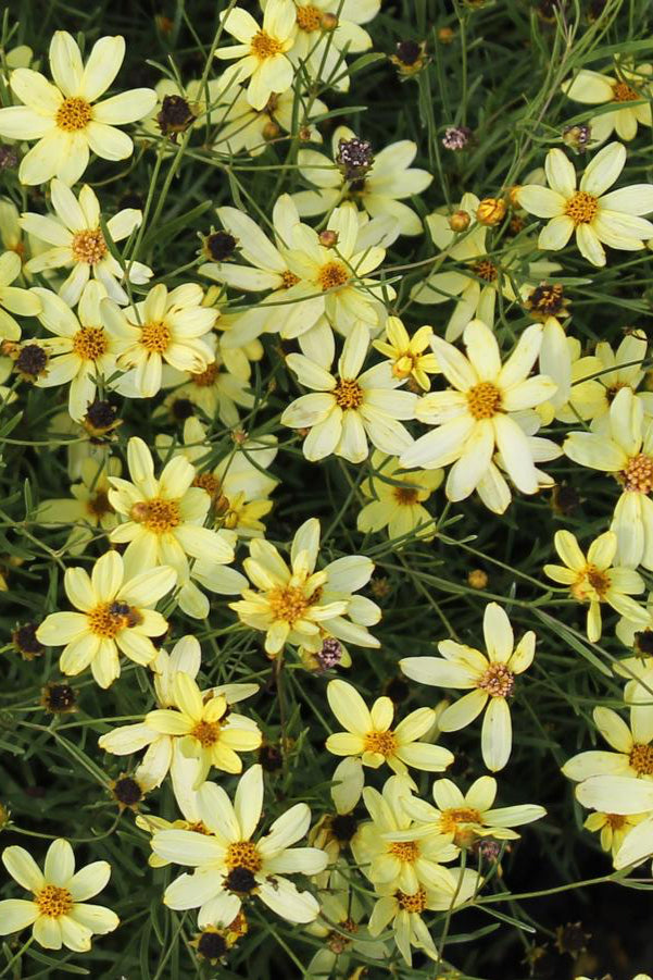 Coreopsis 'Moonbeam'planted in mass in bloom with its light yellow flowers @Hoffie Nursery