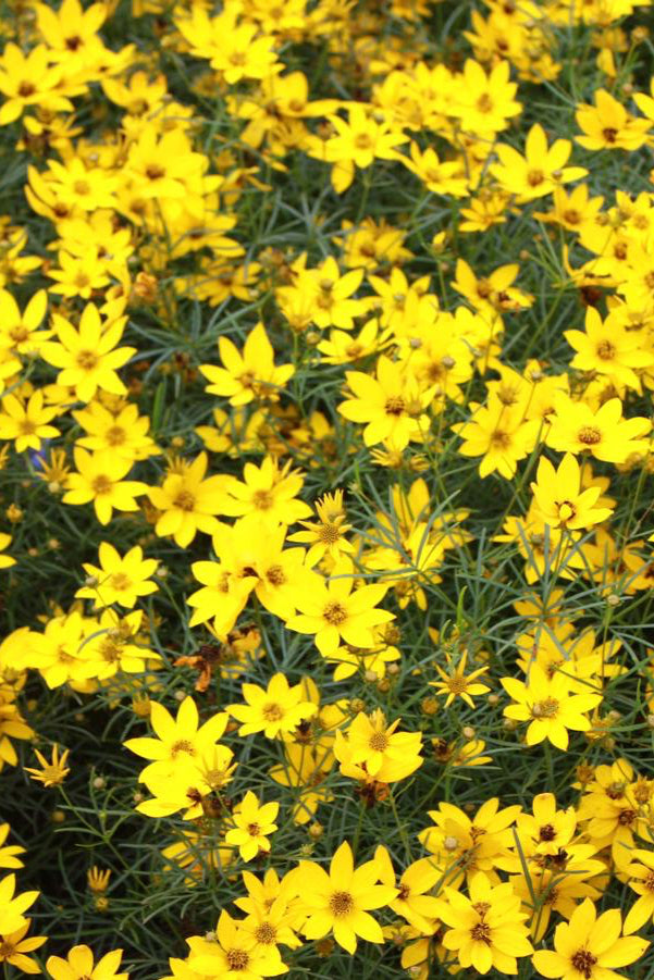 Coreopsis 'Zagreb' blooming in a garden in mass planting ©Hoffie Nursery