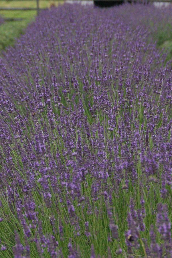 a field of planted Lavandula 'Phenomenal' gray green foliage and purple flowers in bloom ©Hoffie Nursery