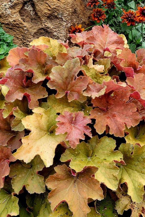 Heuchera 'Caramel'showing the green to orange leaves planted in a garden©Hoffie Nursery