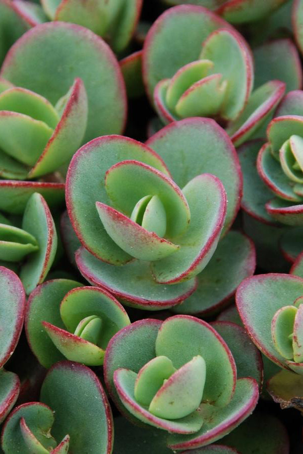 Sedum 'Lime Zinger' up close with its thick round green leaves with red rims ©Hoffie Nursery