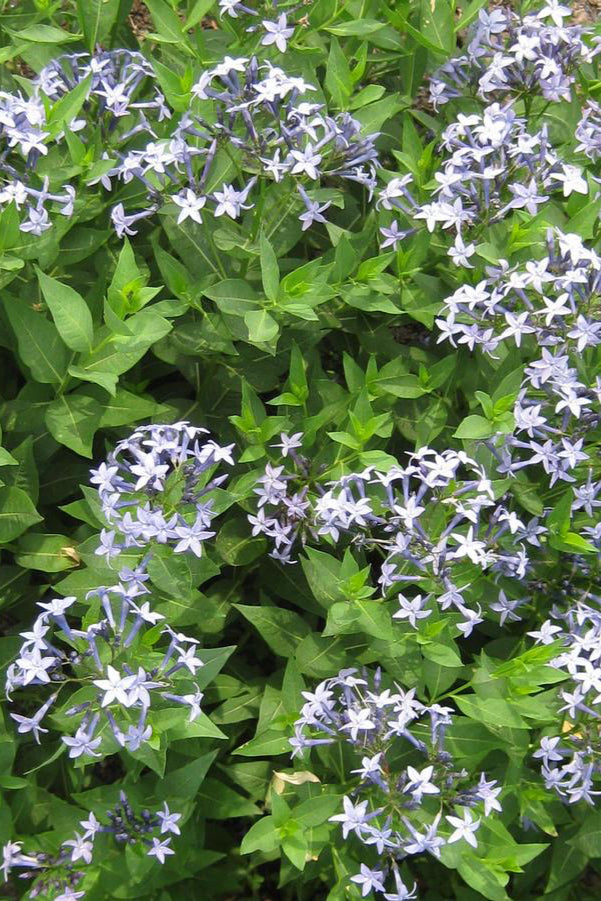Amsonia 'Blue Ice' field in in bloom looking from above. ©Hoffie Nursery