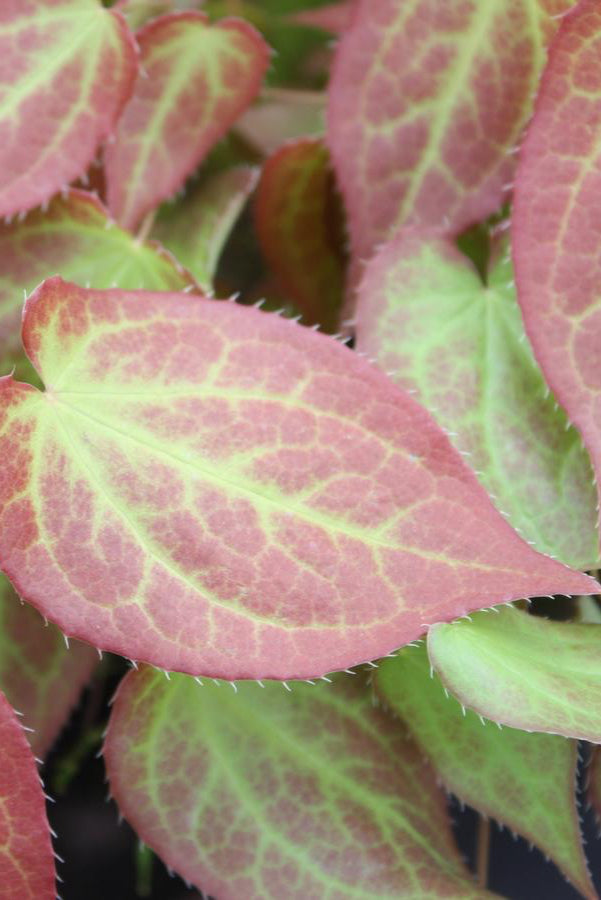 Epimedium x rubrum ithe green leaves with burgundy colorations up close ©Hoffie Nursery