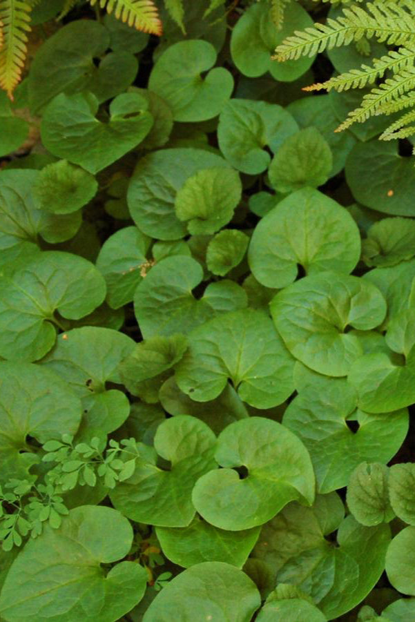 Asarum canadense groundover forming a full area looking from above. ©Hoffie Nursery