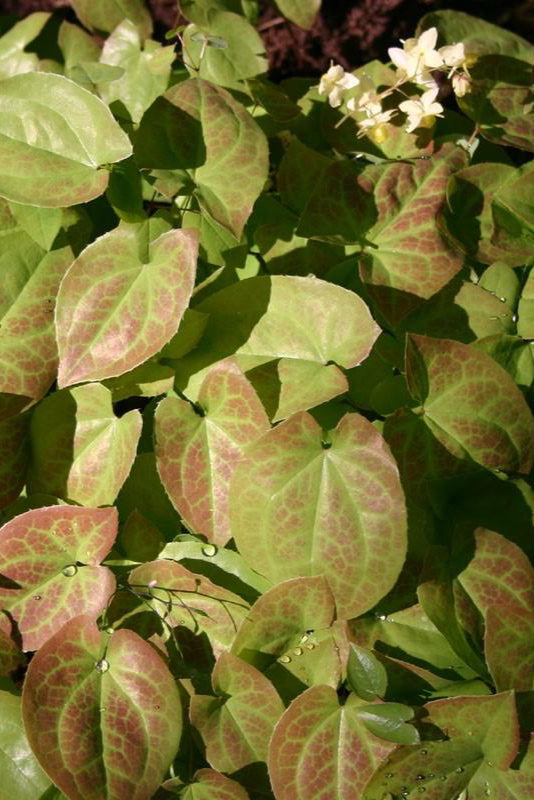 Epimedium 'Sulphureum' showing the green with some red tinge delicate looking leaves. ©Hoffie Nursery