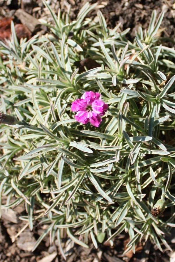 Dianthus 'Edgehog' in bloom showing the bright crimson flowers above blue green edge foliage ©Hoffie Nursery