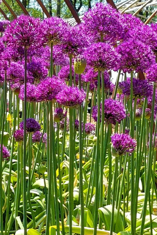 a field of Allium 'Purple Sensation' in bloom with their purple flower balls ©Hoffie Nursery
