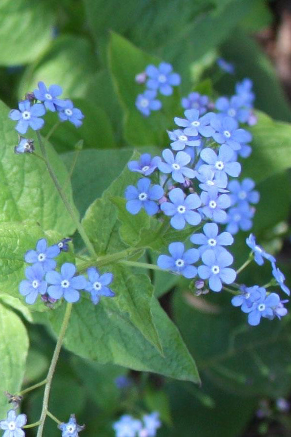 Brunnera macrophylla showing their blue flowers. ©Hoffie Nursery