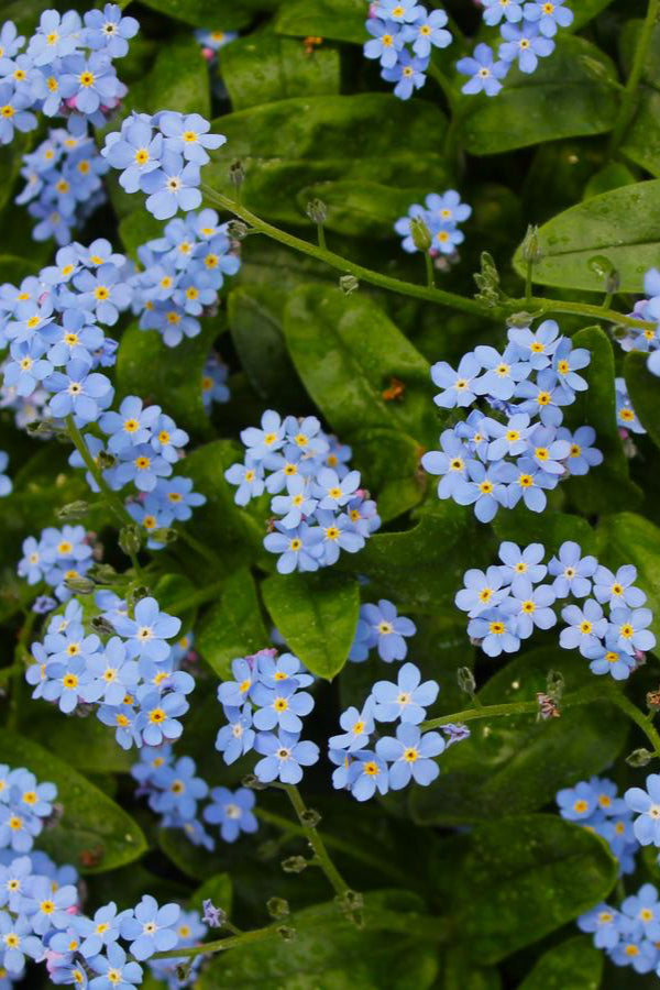 'Victoria Blue' Myosotis showing up close the bright blue cute flowers. ©Hoffie Nursery