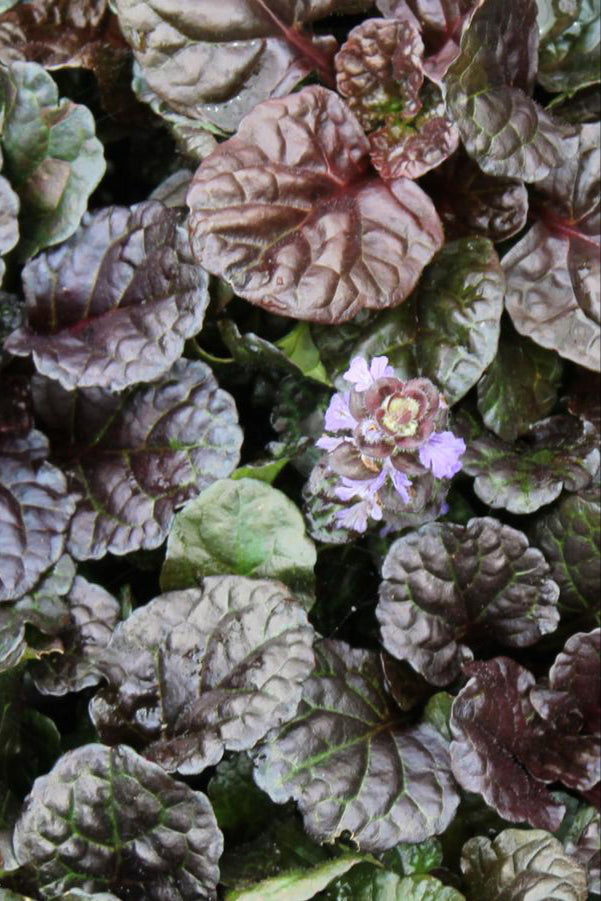 Ajuga 'Black Scallop' up close showing the burgundy leaves and purple flower ©Hoffie Nursery