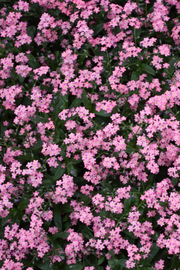 a detail picture of the sweet pink flowers on top of green leaves in full bloom planted in mass like a carpet of the Myosotis 'Victoria Rose' ©Hoffie Nursery
