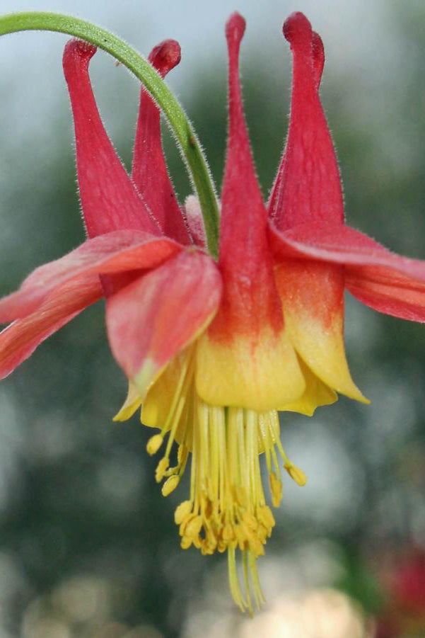 Aquilegia canadensis up close red and yellow flower ©Hoffie Nursery