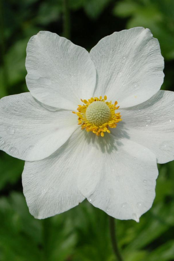 Anemone sylvestris open white bloom up close ©Hoffie Nursery