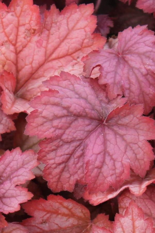 Heuchera 'Georgia Peach' up close with auburn red leaves ©Hoffie Nursery