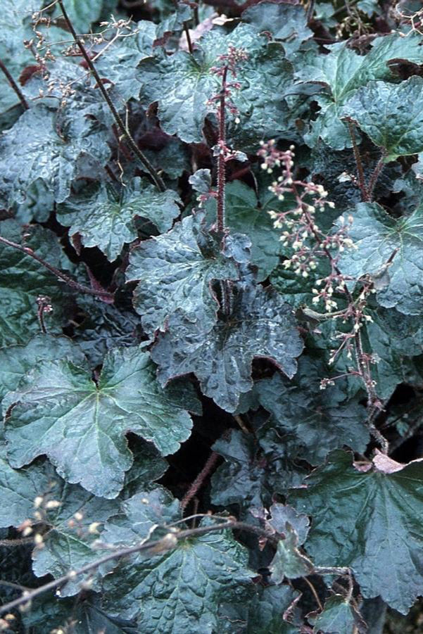 detail image of the burgundy leaves of the Heuchera 'Palace Purple' ©Hoffie Nursery