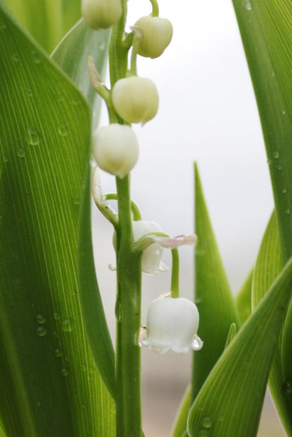 Convallaria majalis in bud and bloom up close showing the white flowers and green leaves ©Hoffie Nursery