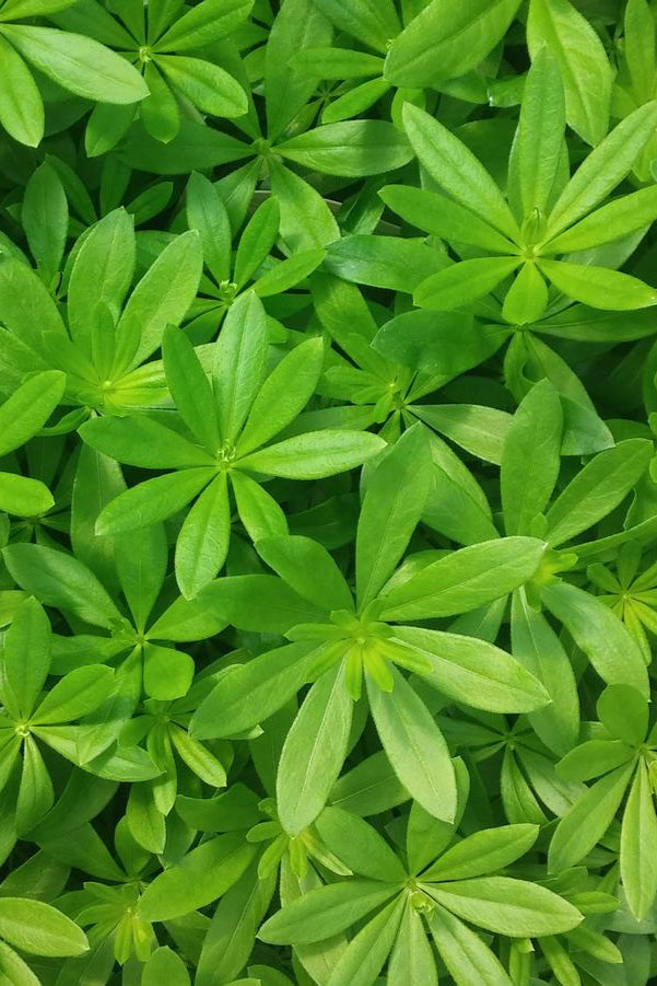 bright green waxy like leaves of Galium odoratum ground cover ©Hoffie Nursery