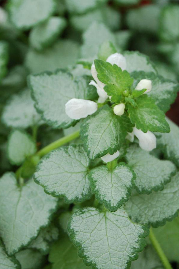 Up close picture of the Lamium 'White Nancy' starting to bud above the light silver and mint colored leaves ©Hoffie Nursery
